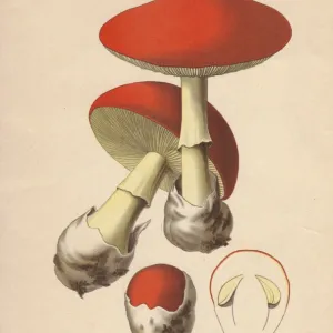 Edible Caesars mushroom, Amanita caesarea