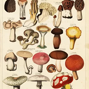 Edible mushroom and fungi varieties