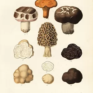 Edible mushrooms, Cryptogames alimentaires