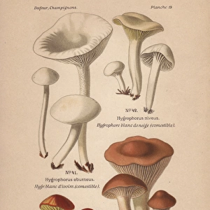 Edible mushrooms: Hygrophorus eburneus, H niveus