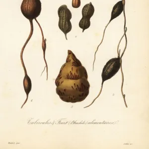 Edible tubers and fruit, tubercules alimentaires