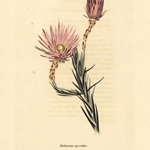 Edmondia pinifolia