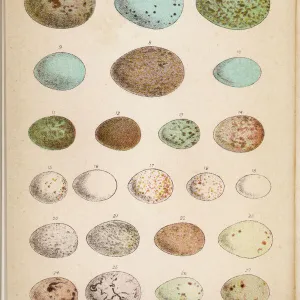 Eggs of 24 Birds