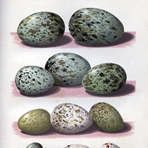 The Eggs of British Birds