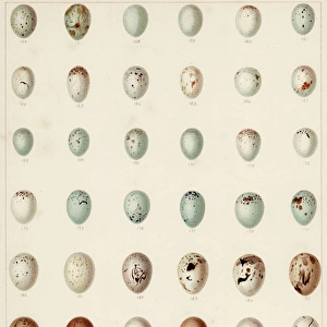 Eggs of Bunting Etc