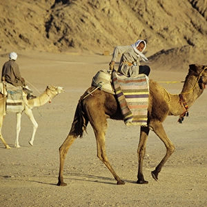 Egypt - Bedouin men return home on camels back