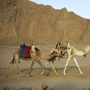 Egypt - Bedouin woman returns home with camels