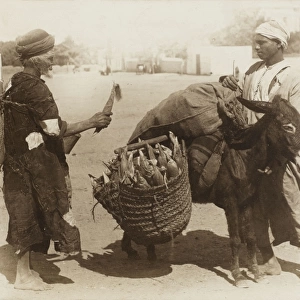 Egypt - buying corn from a donkeys panniers