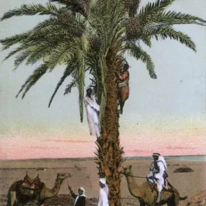 Egypt - harvesting dates from a date palm tree