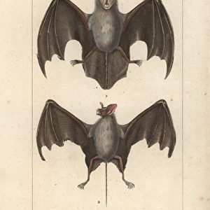 Egyptian slit-faced bat, Nycteris thebaica