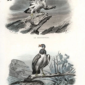 Egyptian vulture (endangered) and hooded vulture