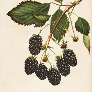 Eldorado blackberry, Rubus fruticosus