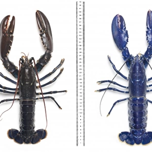 Electric-blue European lobster