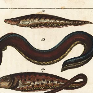 Electric eel, pearlfish and banded knifefish