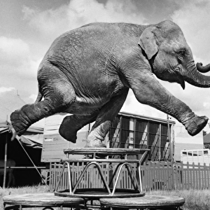 Elephant balancing on one leg, Sir Robert Fossetts Circus