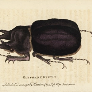 Elephant beetle, Megasoma elephas