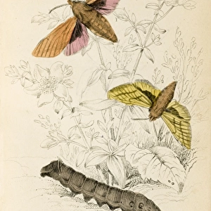 Elephant Hawk Moth