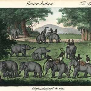 Elephant hunting in Pegu (Bago) in Burma