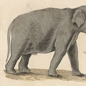 Elephant / Indian C1930