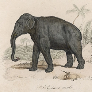 Elephant / Indian Male 19C