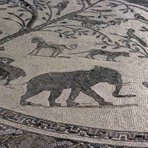 Elephant Mosaic at Volubilis