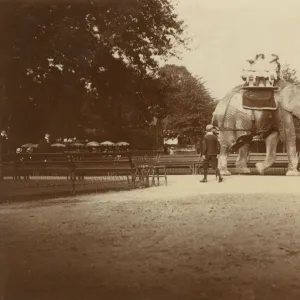 Elephant Ride - London Zoological Gardens, Regents Park