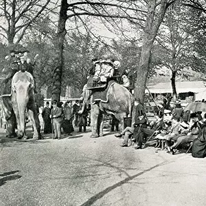 Elephant rides at London Zoo, Regents Park