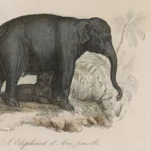 Elephant / Suckling 19C