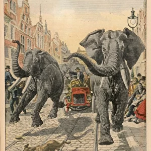 Elephants at Hamburg