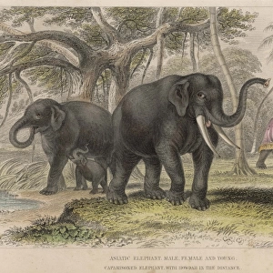 Elephants / Howdah 19C