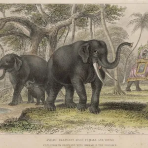 Elephants / Howdah 19C