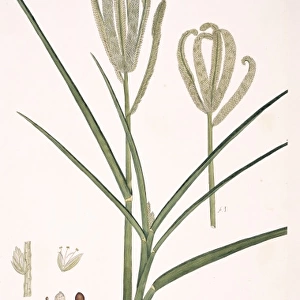 Eleusine coracana, finger millet