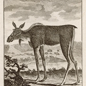 Elk or Moose