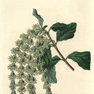 Elliptic-leaved garrya or silk-tassel bush