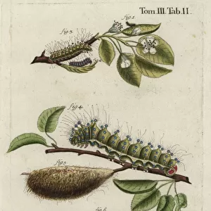 Emperor moth, Saturnia pavonia, larva, pupa, chrysalis