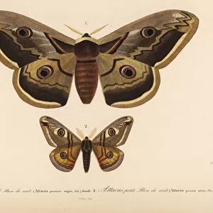 Emperor moths