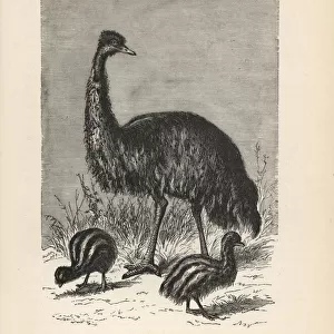 Emu and young, Dromaius novaehollandiae