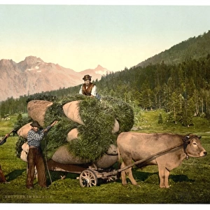 Engadine, carrying hay in the Engadine, Grisons, Switzerland