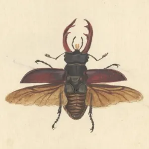 English Insects illustration by James Barbut English Insects illustration by James Barbut