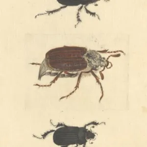 English Insects illustration of Minotaur beetles and Cockcha English Insects illustration of Minotaur beetles and Cockcha