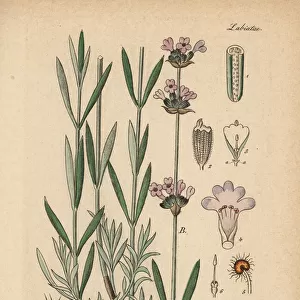 English lavender, Lavandula angustifolia