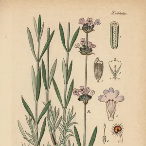 English lavender, Lavandula angustifolia