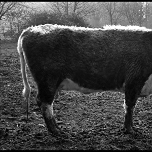 English Longhorn cow