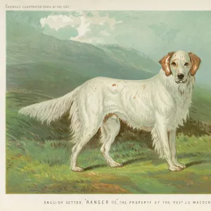 English Setter (Shaw)