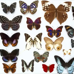 Entomological specimens of Lepidoptera Entomological specimens of Lepidoptera