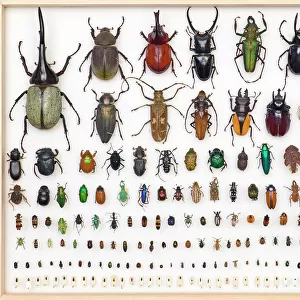 Entomology Specimens