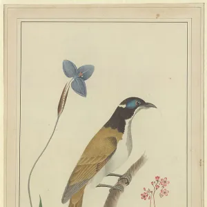 Entomyzon cyanotis, blue-faced honeyeater