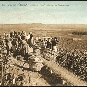 Epernay Vineyards
