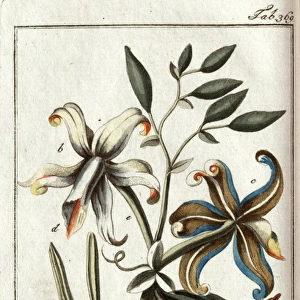 Epidendrum Vanilla L