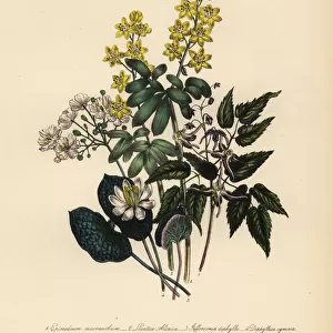 Epimedium, lions leaf, Jeffersonia and Diphylleia species